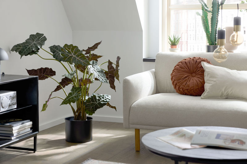 Modernes Wohnzimmer mit einem weißen Sofa, Zimmerpflanzen, einem runden Kissen und Sonnenlicht, das durch das Fenster fällt.